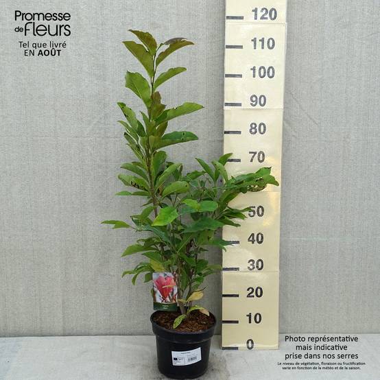 Magnolia Betty Pot de 4L/5L - Image 2