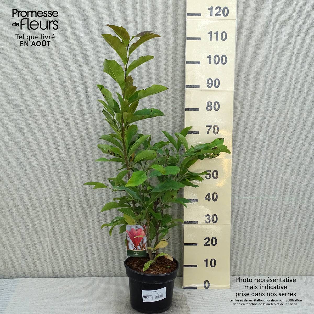 Magnolia Betty Pot de 4L/5L - Image 2