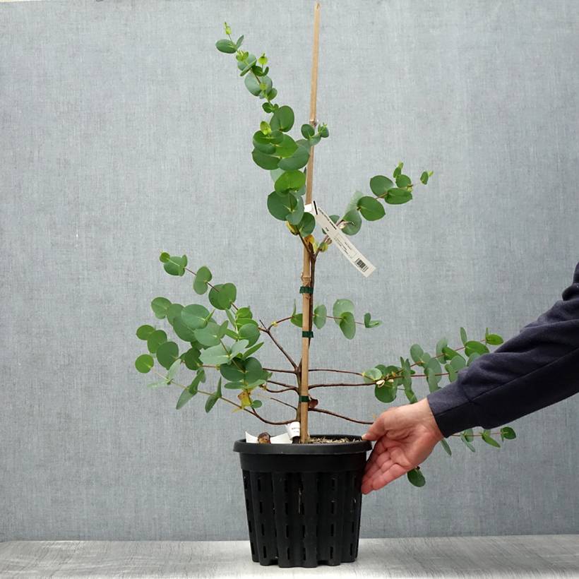 Promesse de Fleurs - Eucalyptus stellulata Pot de 3L/4L, 40/60 - Image 2