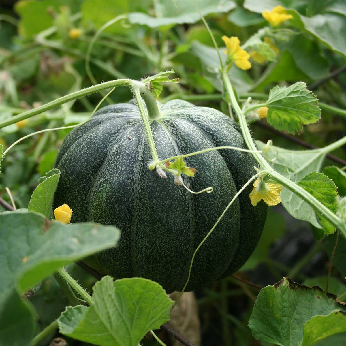 Melon vert grimpant Bio - Ferme de Sainte Marthe le sachet de 15 graines environ