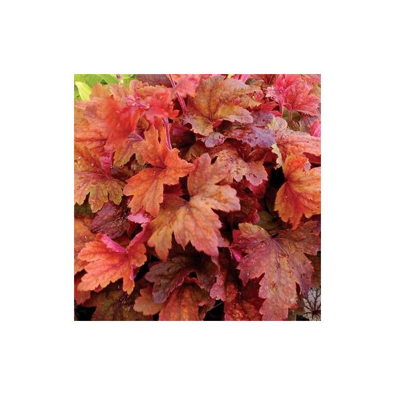 Heucherella Sweet Tea® à fleurs Rose/ - feuillage Caduc - Godet - 5/20 cm - Imagen 2