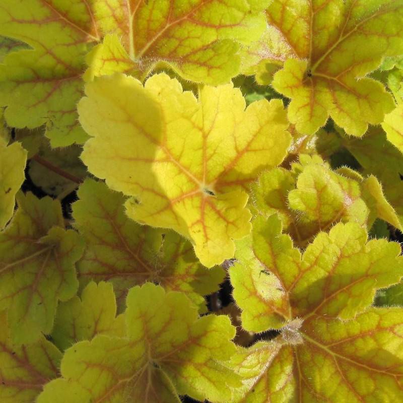 Heucherella Sweet Tea® à fleurs Rose/ - feuillage Caduc - Godet - 5/20 cm - Imagen 3