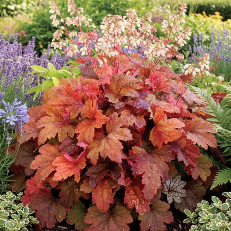 Heucherella Sweet Tea® à fleurs Rose/ - feuillage Caduc - Godet - 5/20 cm - Imagen 1