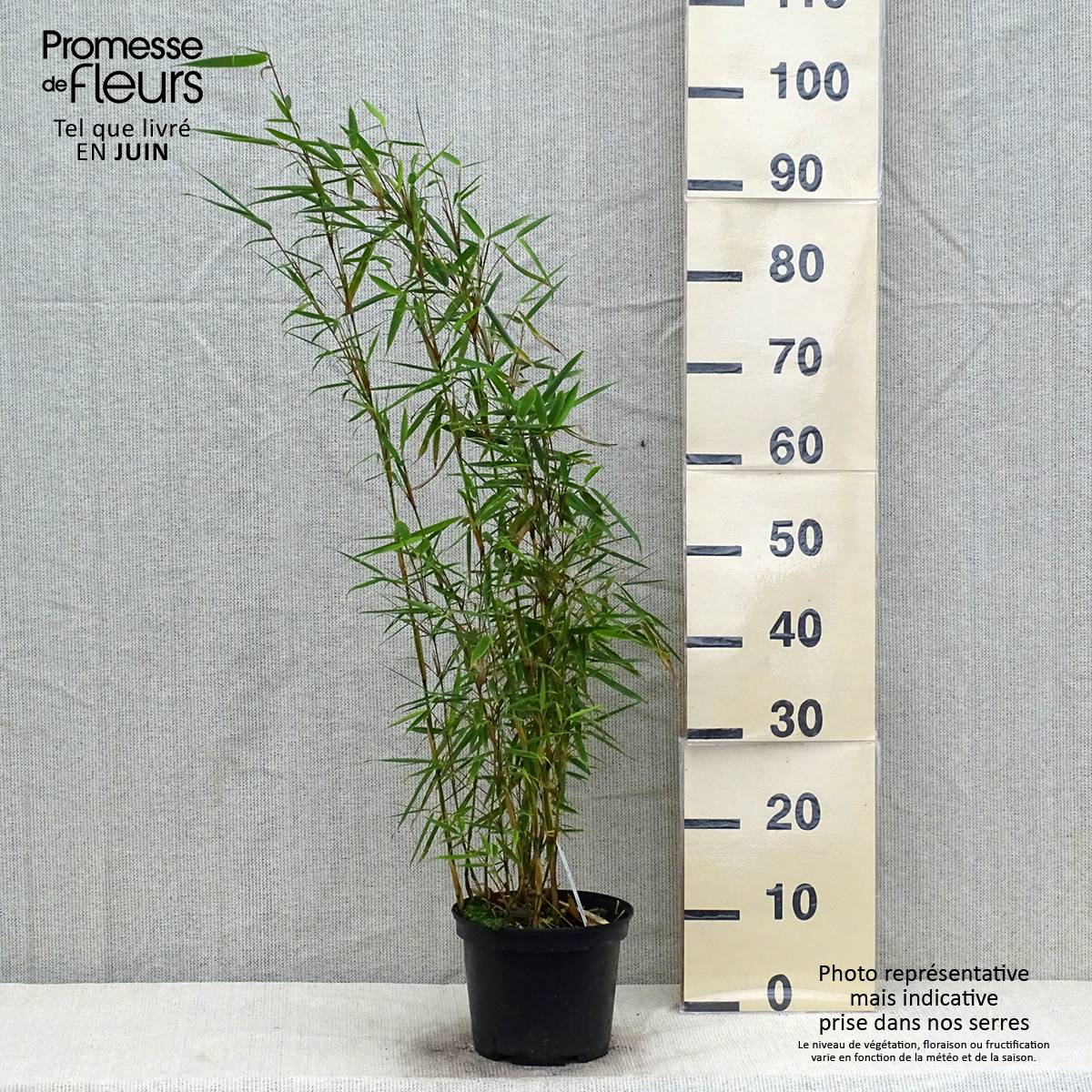 Fargesia robusta - Bambou non traçant Pot de 4L/5L - Imagen 2