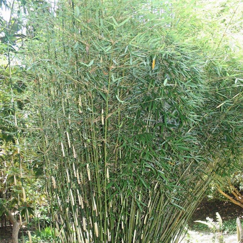 Fargesia robusta - Bambou non traçant Pot de 4L/5L - Imagen 1