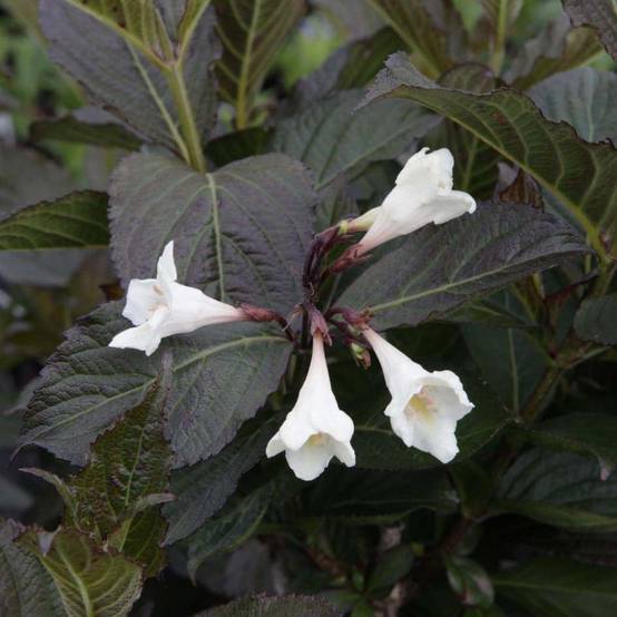 Weigela florida Ebony and Ivory Pot de 3L/4L - Image 1