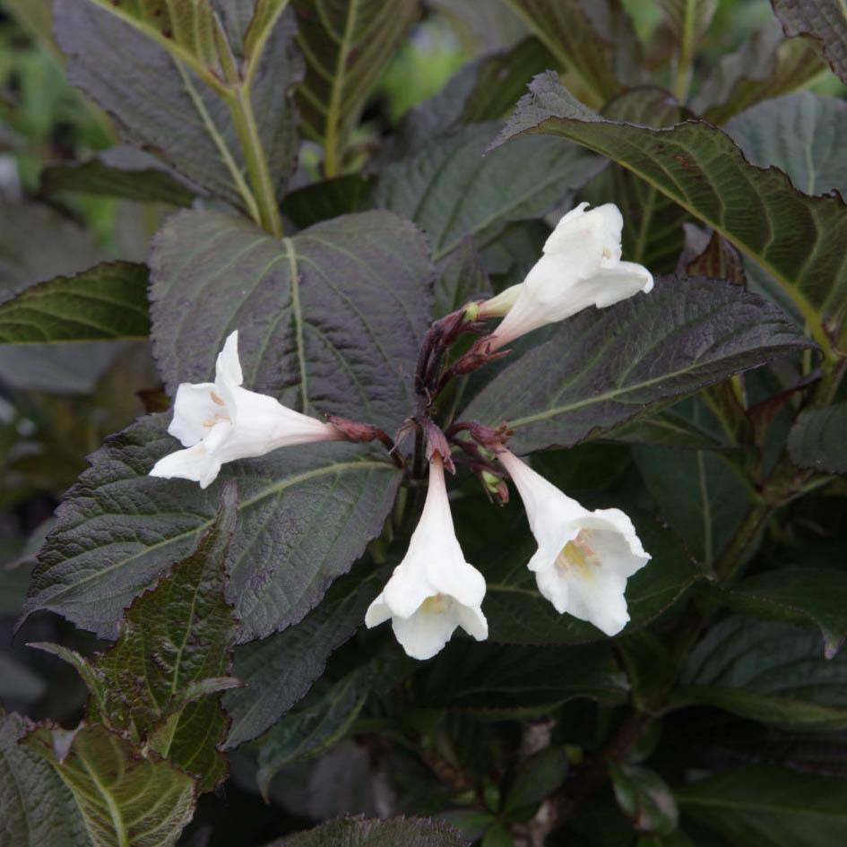 Weigela florida Ebony and Ivory Pot de 3L/4L - Image 1