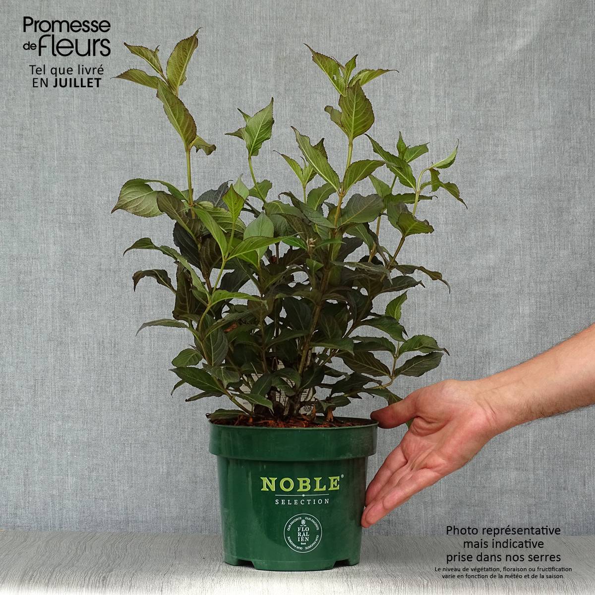 Weigela florida Ebony and Ivory Pot de 3L/4L - Image 2