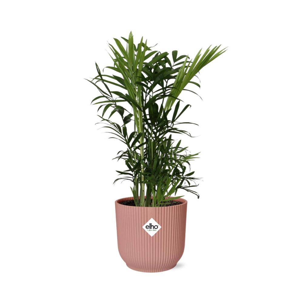 Chamaedorea Elegans 14cm Rose - H40cm