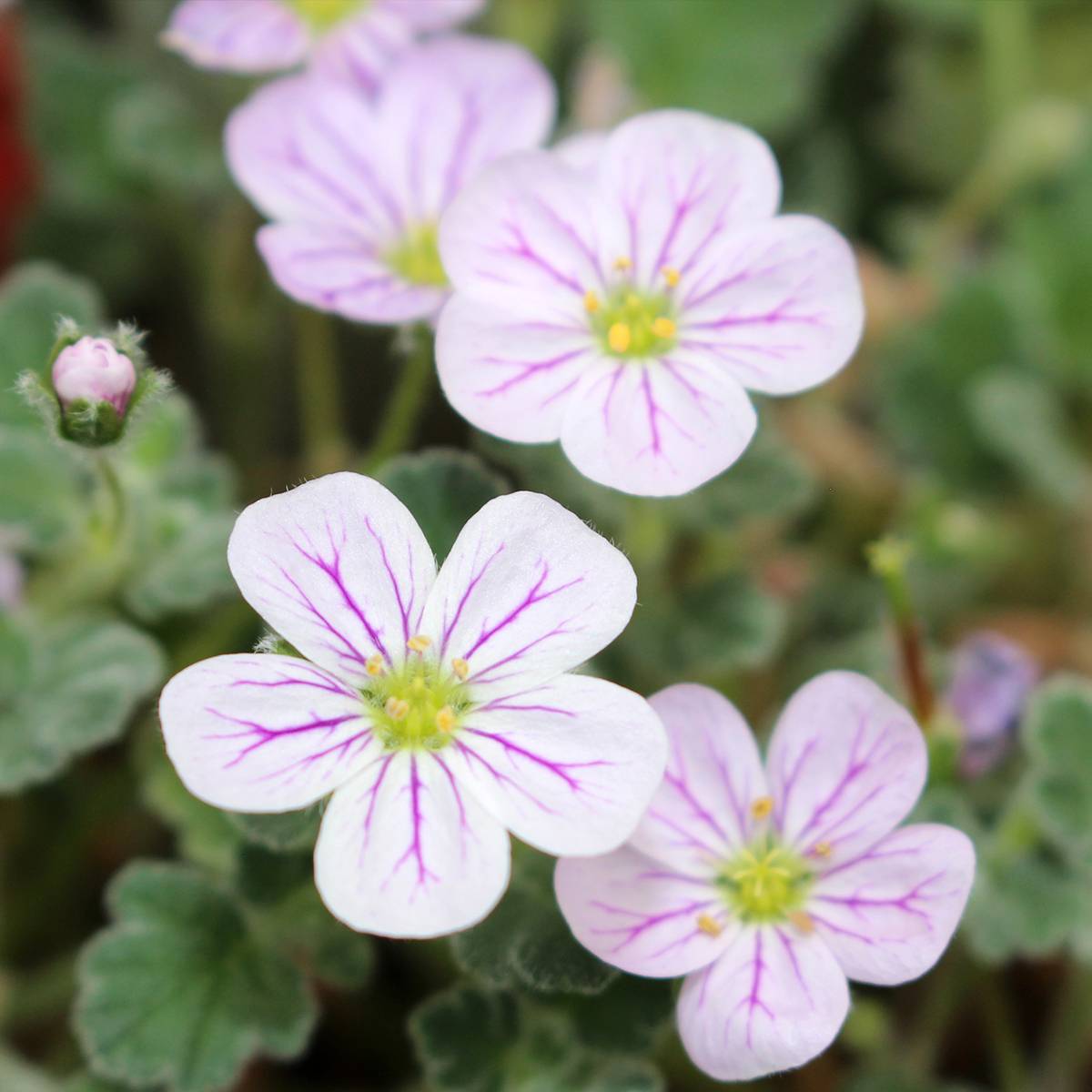 Erodium variabile Album - Bec de héron Godet de 8/9 cm