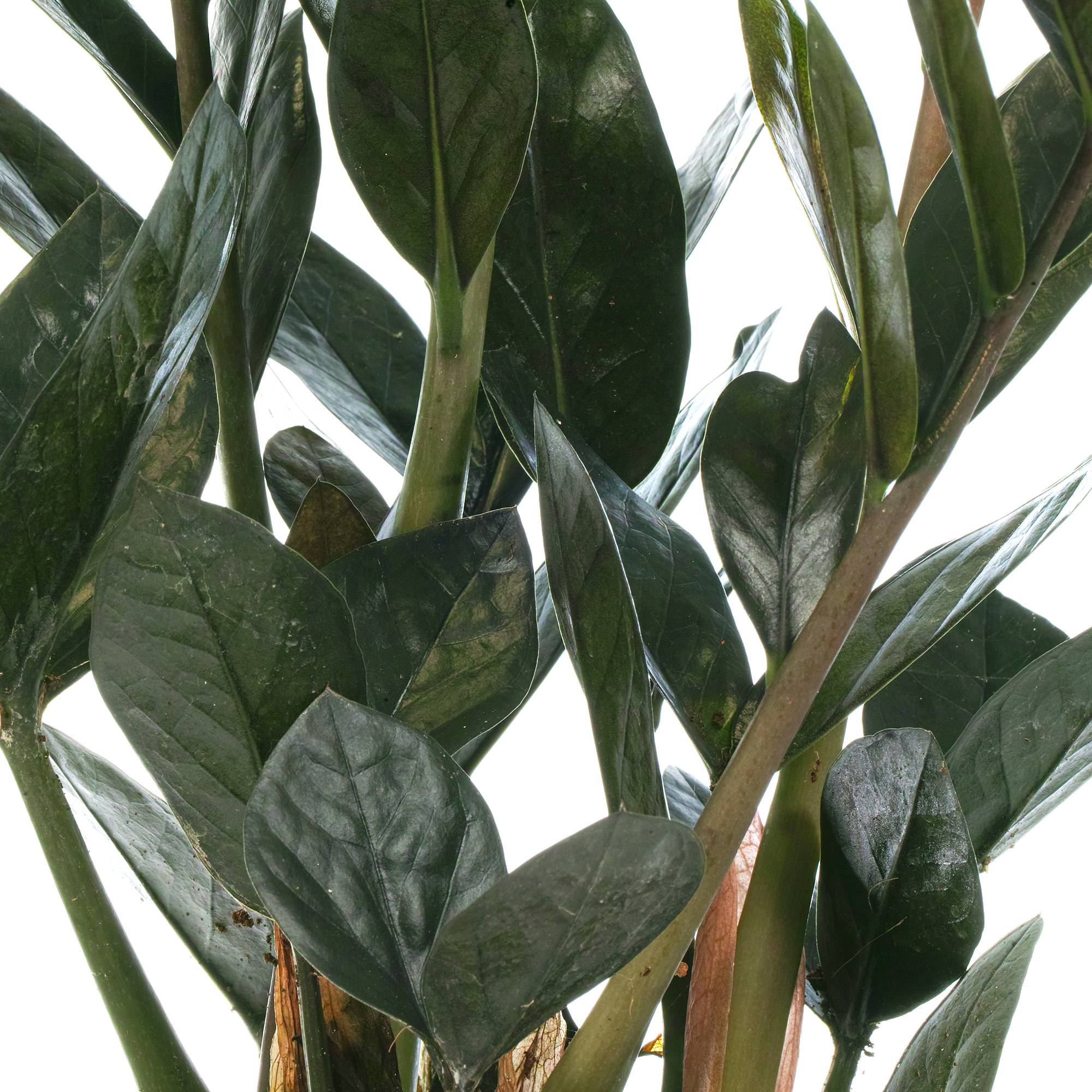 Gardenersdream - Zamioculcas "Raven" Plante Zz Noir Pour La Maison Ou Le Bureau (De 30 À 40 Cm Avec Pot) - GardenersDream - Imagen 3
