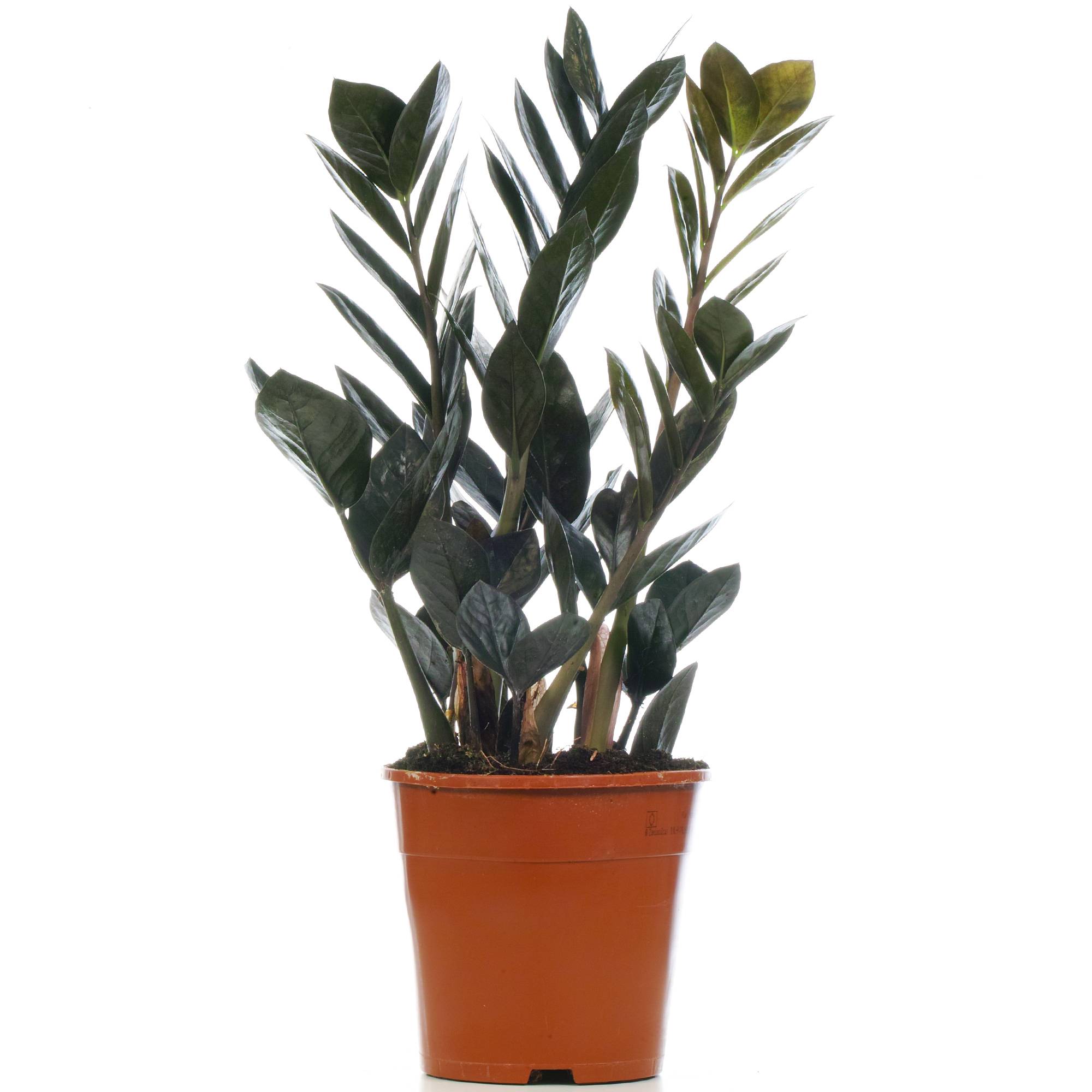 Gardenersdream - Zamioculcas "Raven" Plante Zz Noir Pour La Maison Ou Le Bureau (De 30 À 40 Cm Avec Pot) - GardenersDream - Imagen 2