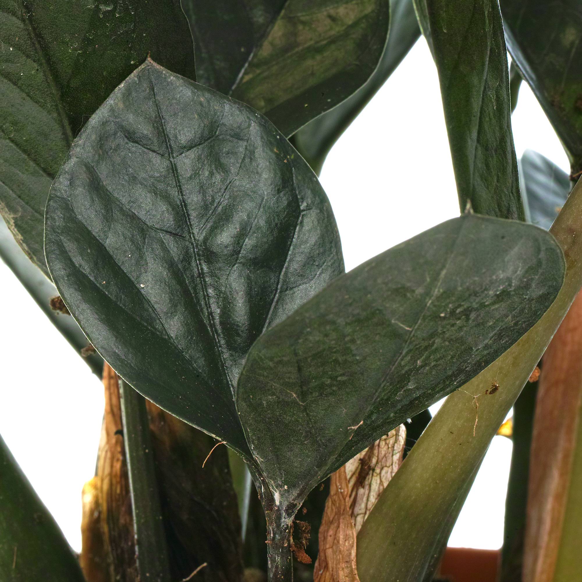 Gardenersdream - Zamioculcas "Raven" Plante Zz Noir Pour La Maison Ou Le Bureau (De 30 À 40 Cm Avec Pot) - GardenersDream - Imagen 4