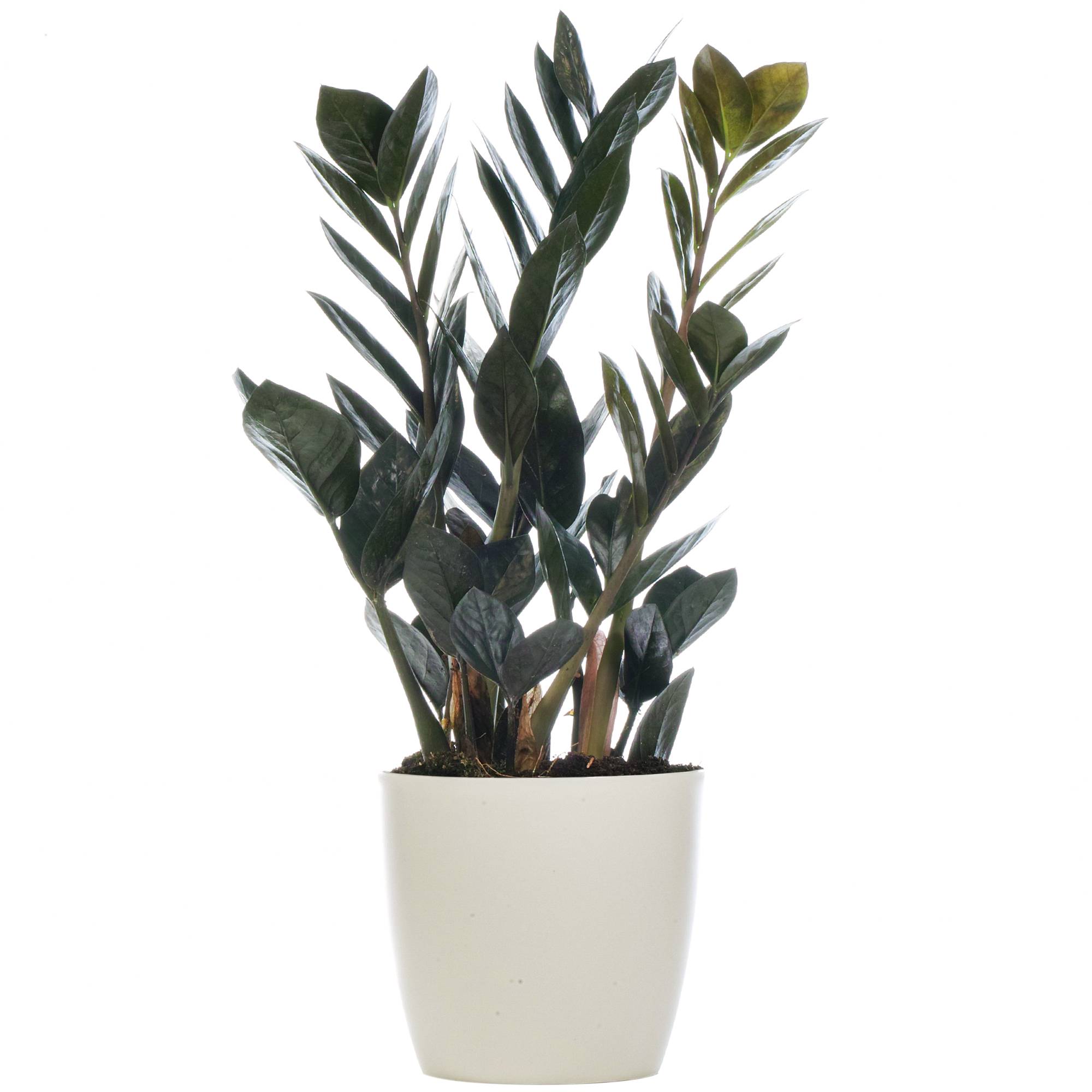 Gardenersdream - Zamioculcas "Raven" Plante Zz Noir Pour La Maison Ou Le Bureau (De 30 À 40 Cm Avec Pot) - GardenersDream - Imagen 1