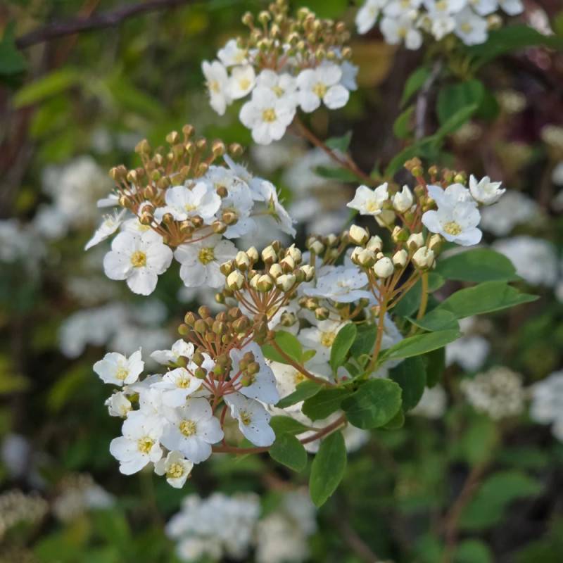 Spirée de Van Houtte, Spiraea à fleurs Blanche - feuillage Caduc - Pot de 7,5L - 40/60 cm-  hauteur à maturité De 2,50 m à 3,00 m - Imagen 6