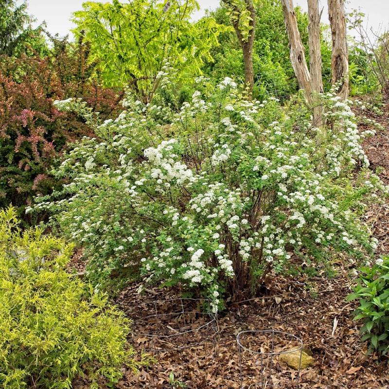 Spirée de Van Houtte, Spiraea à fleurs Blanche - feuillage Caduc - Pot de 7,5L - 40/60 cm- hauteur à maturité De 2,50 m à 3,00 m - Image 3