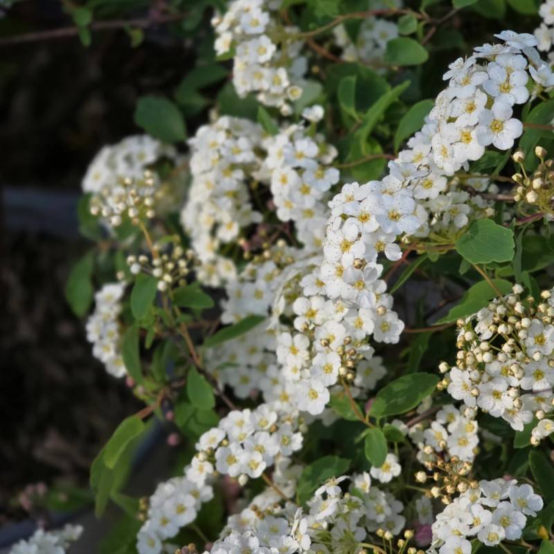 Spirée de Van Houtte, Spiraea à fleurs Blanche - feuillage Caduc - Pot de 7,5L - 40/60 cm- hauteur à maturité De 2,50 m à 3,00 m - Image 8