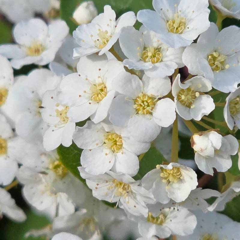 Spirée de Van Houtte, Spiraea à fleurs Blanche - feuillage Caduc - Pot de 7,5L - 40/60 cm-  hauteur à maturité De 2,50 m à 3,00 m - Imagen 9
