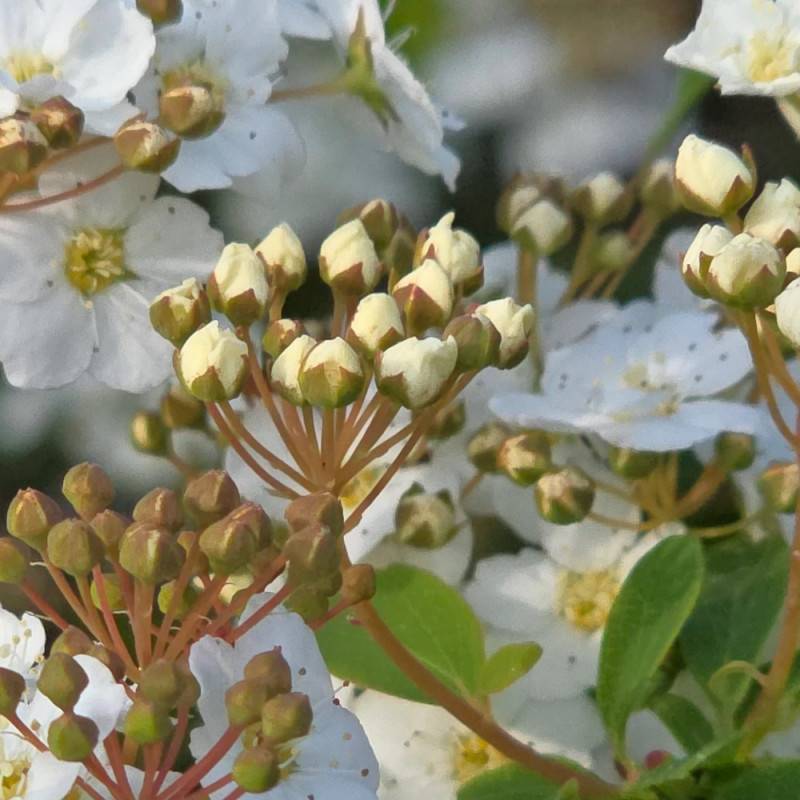 Spirée de Van Houtte, Spiraea à fleurs Blanche - feuillage Caduc - Pot de 7,5L - 40/60 cm-  hauteur à maturité De 2,50 m à 3,00 m - Imagen 5