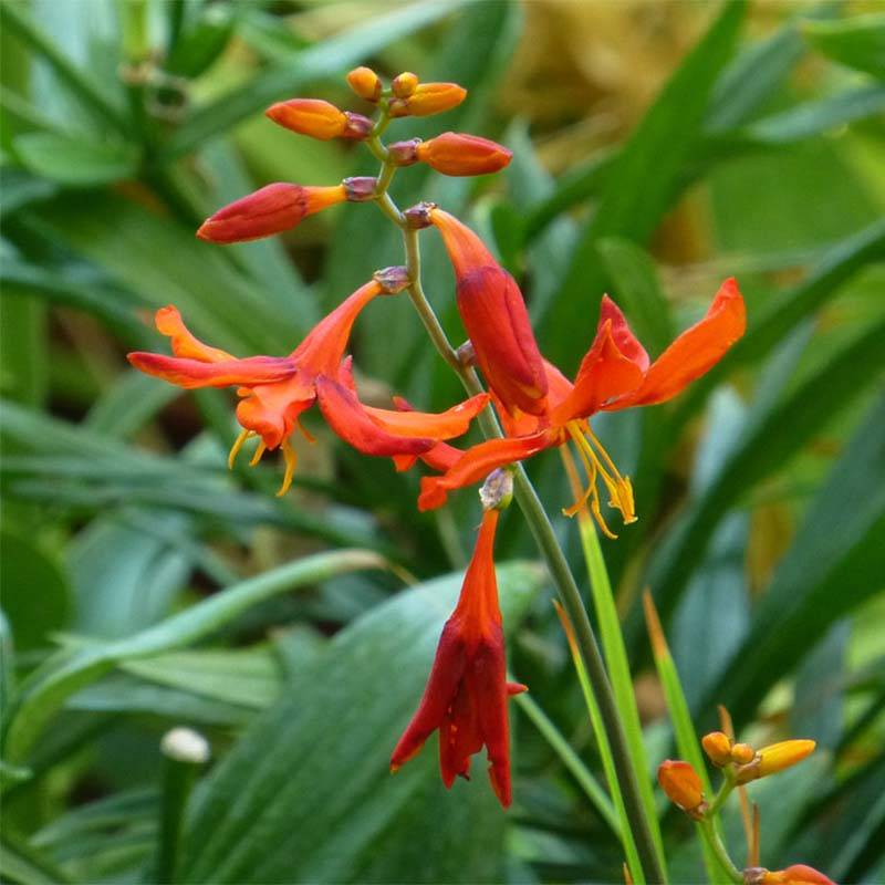 Crocosmia Babylon - Montbretia orange Godet de 7/8 cm, Godet de 8 cm