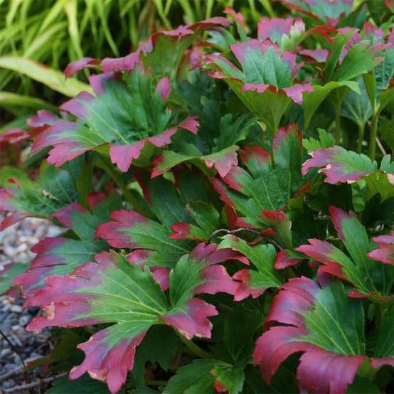 Mukdenia rossii Crimson Fans (Karasuba) Godet de 8/9 cm