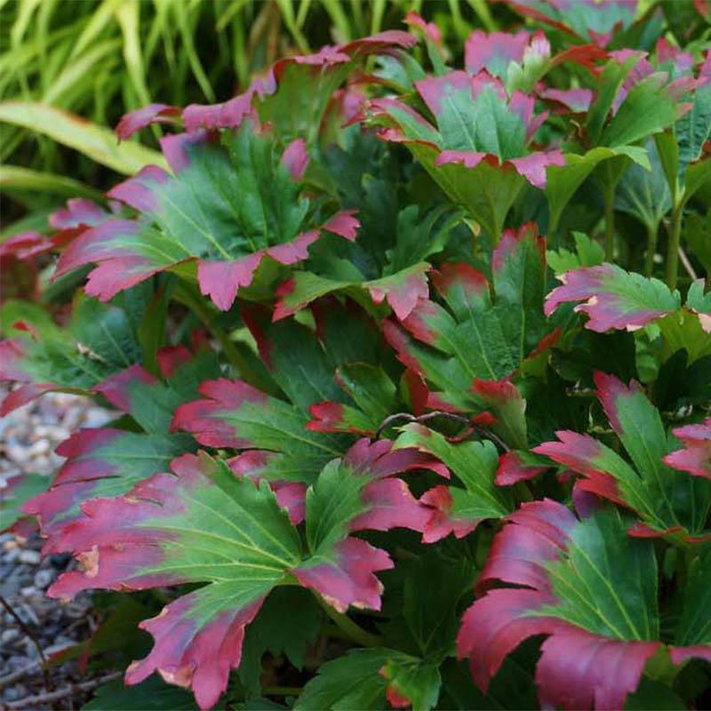 Mukdenia rossii Crimson Fans (Karasuba) Godet de 8/9 cm