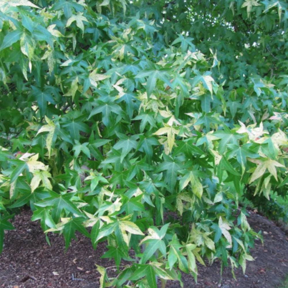 Copalme d'Amérique Albomarginata Manon, Liquidambar - Pot de 15L - Baliveau - Image 1