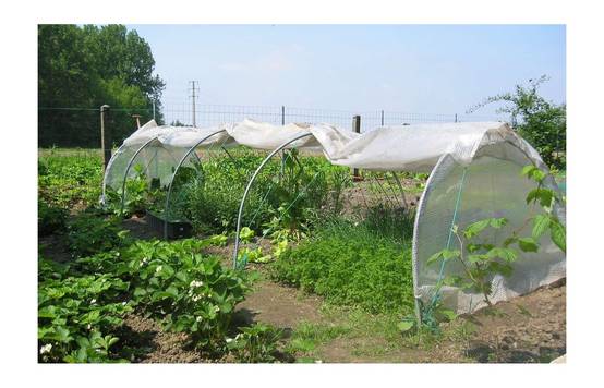 Serre de jardin tunnel de forçage 10m de long - serre à semis - LES SERRES TONNEAU - Image 5