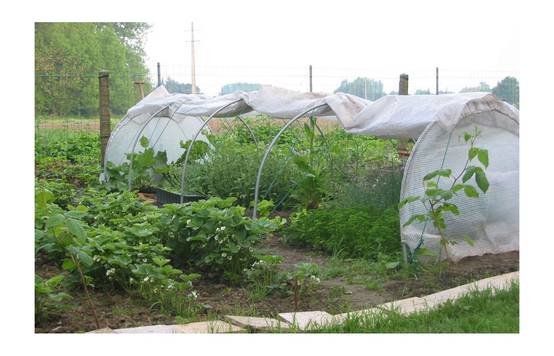 Serre de jardin tunnel de forçage 10m de long - serre à semis - LES SERRES TONNEAU - Image 6