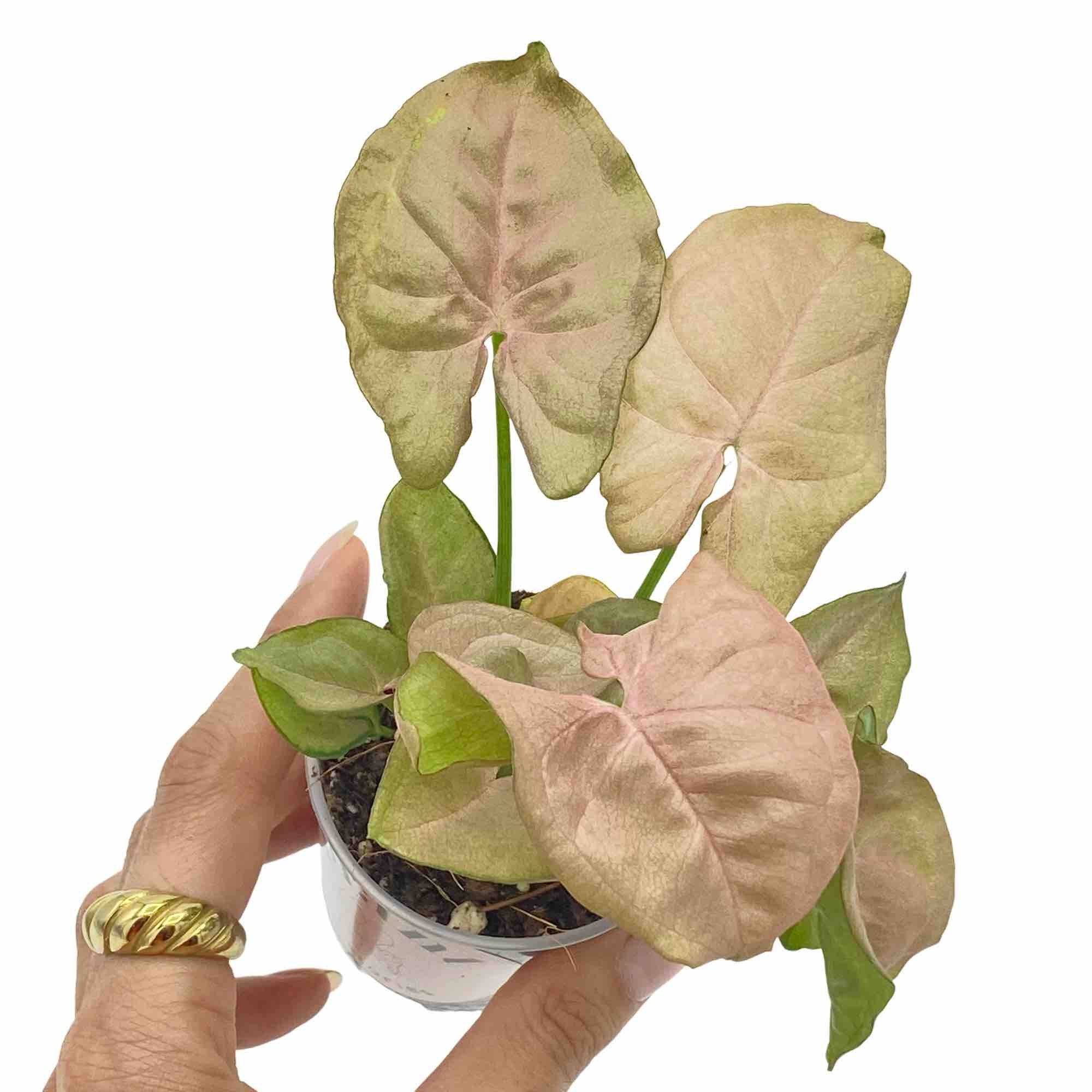 Syngonium Neon Robusta - Pot de 6cm - Plantes d'intérieur