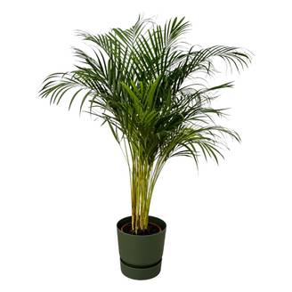 Grand Palmier Areca et Son Pot - H130cm