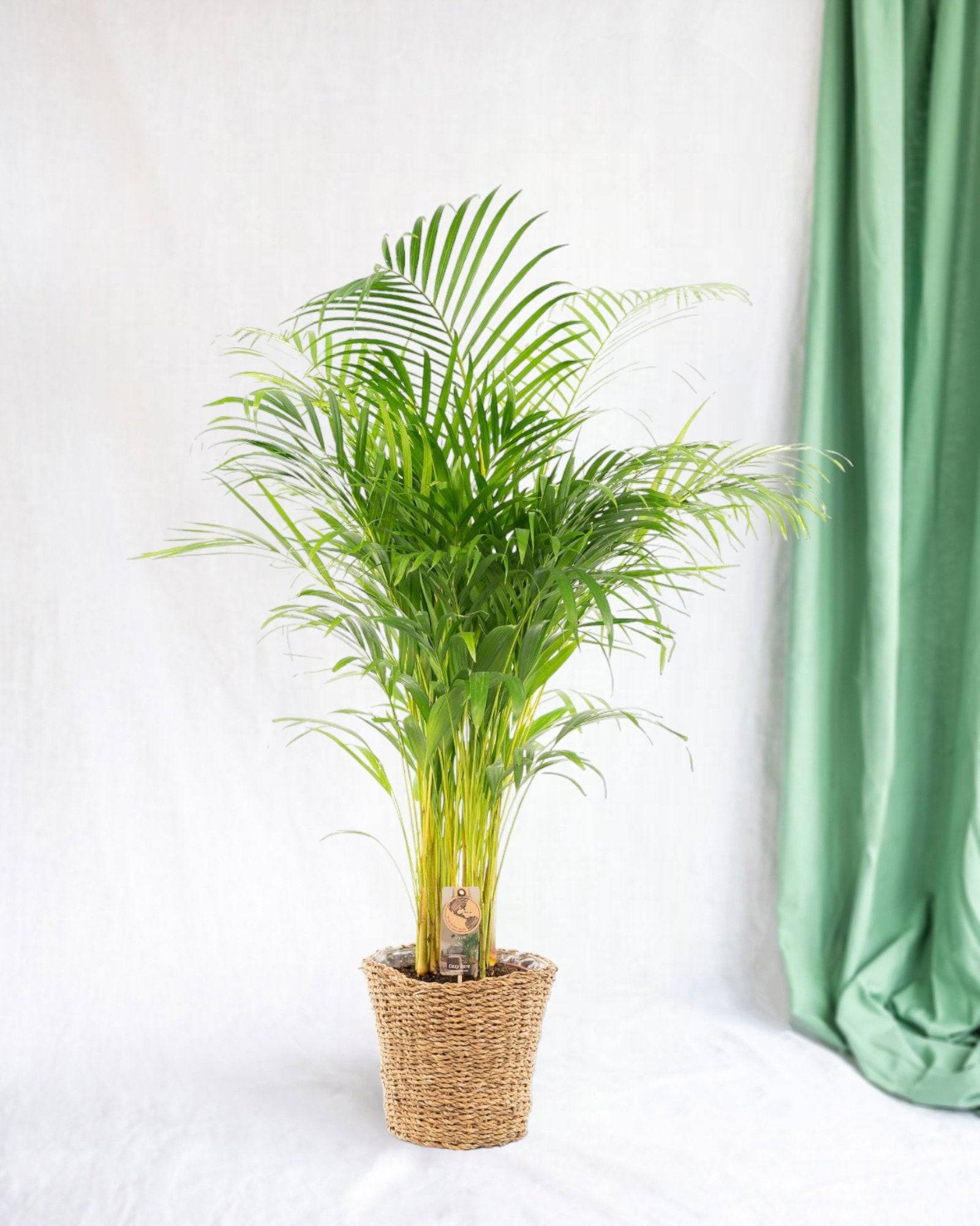 La Green Touch - Grand Palmier Areca et Son Pot - H130cm - Image 1