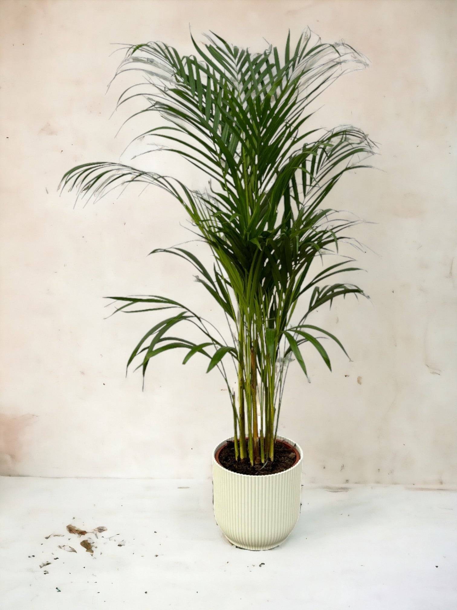 La Green Touch - Grand Palmier Areca et Son Pot - H130cm - Image 3