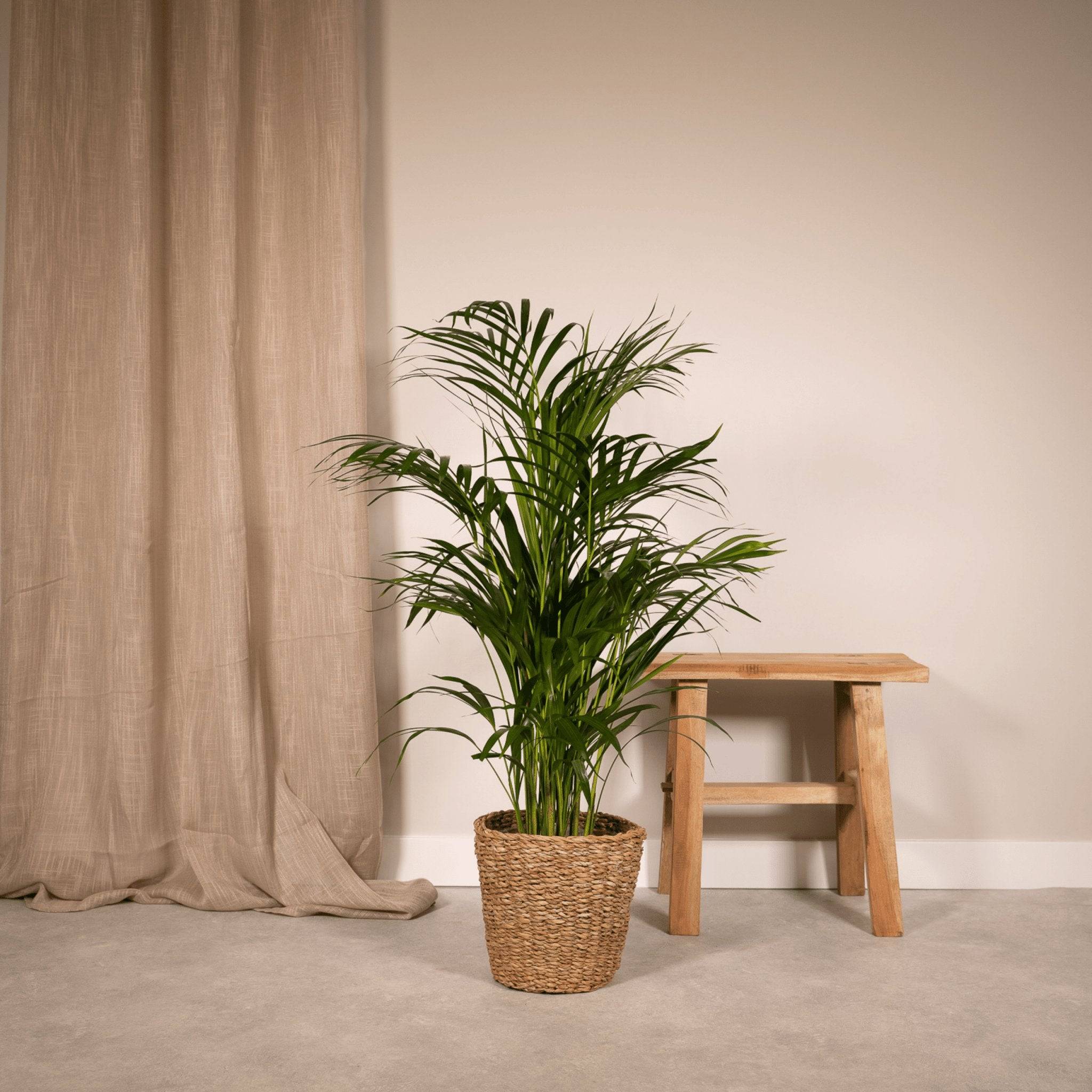 La Green Touch - Grand Palmier Areca et Son Pot - H130cm - Image 5