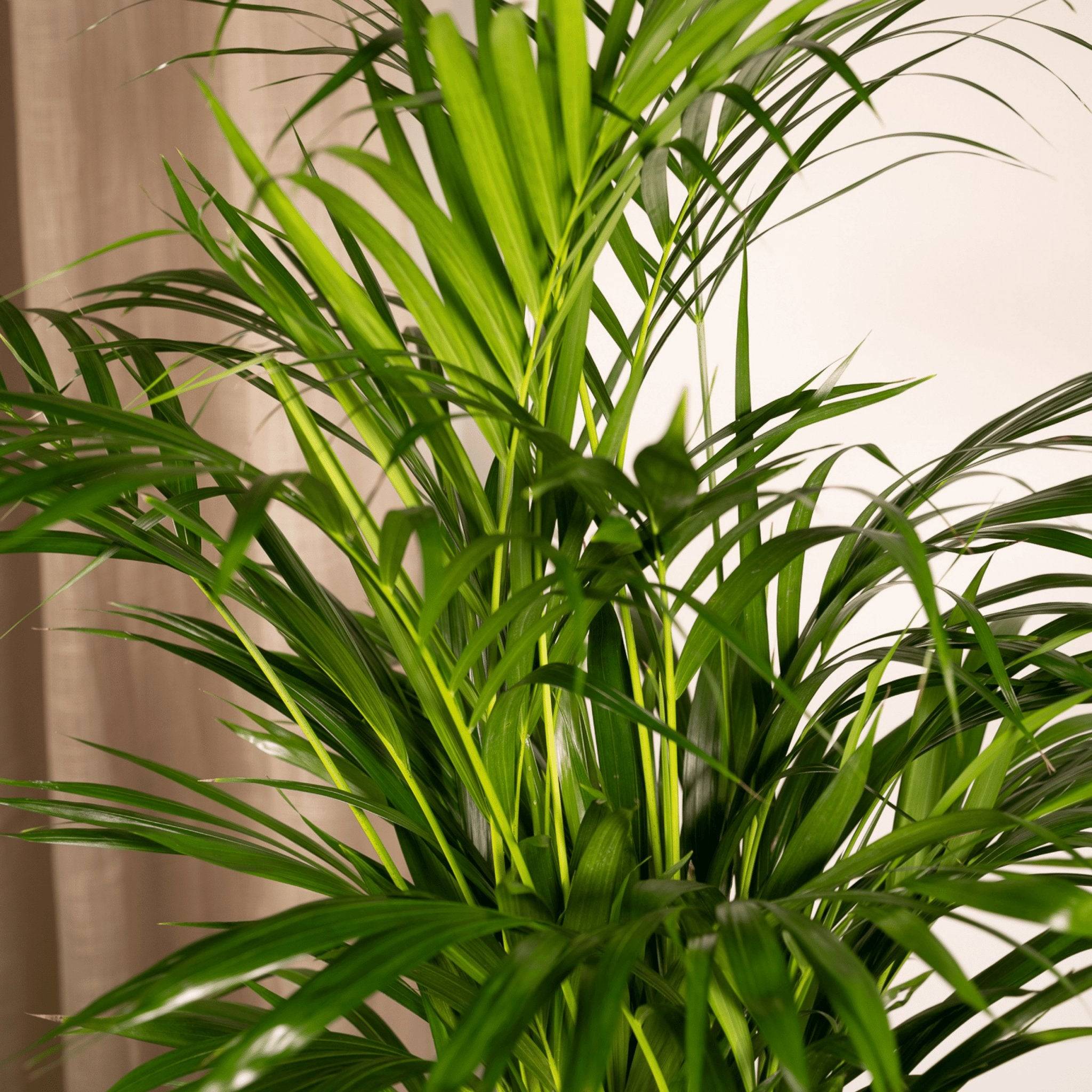 La Green Touch - Grand Palmier Areca et Son Pot - H130cm - Image 6