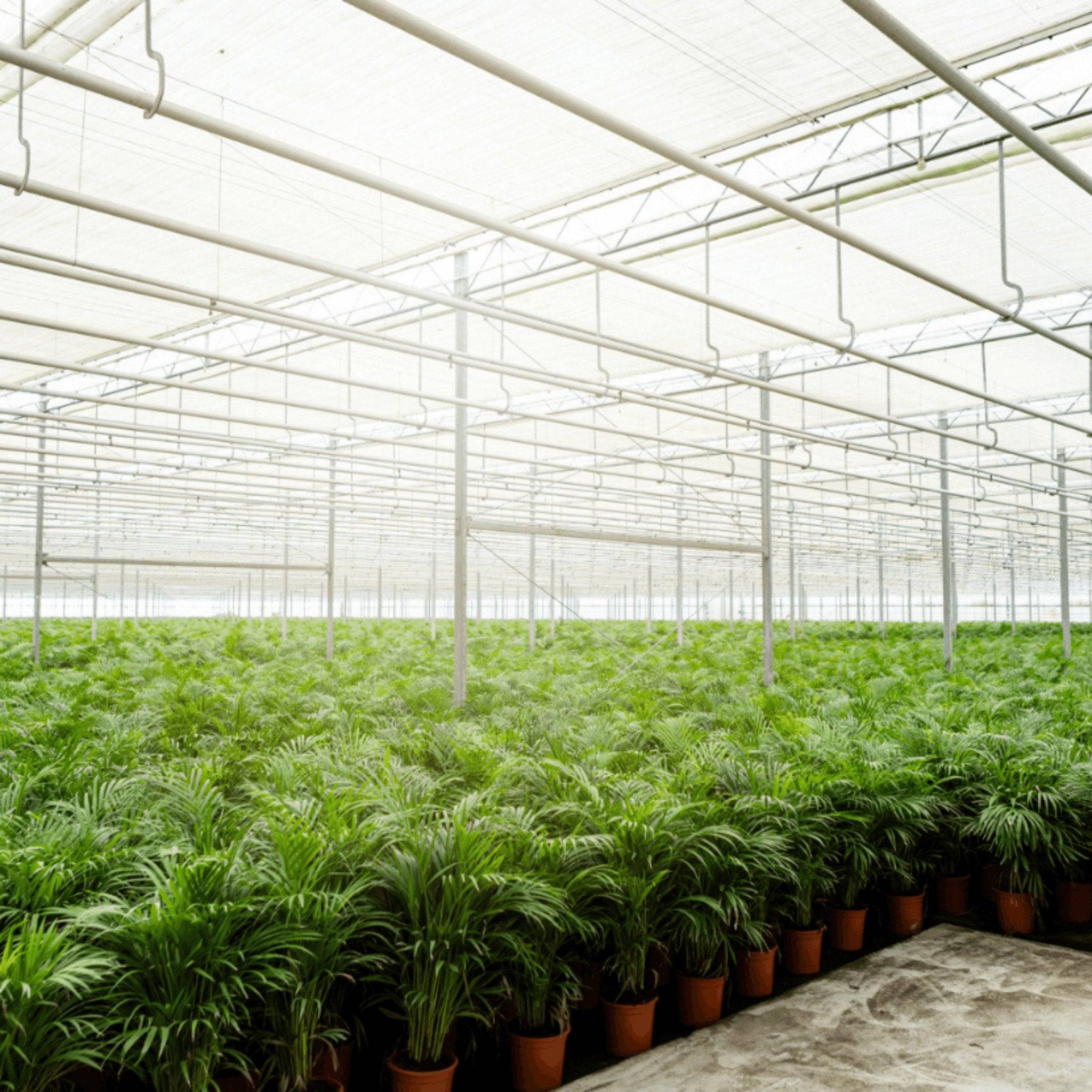La Green Touch - Grand Palmier Areca et Son Pot - H130cm - Image 7