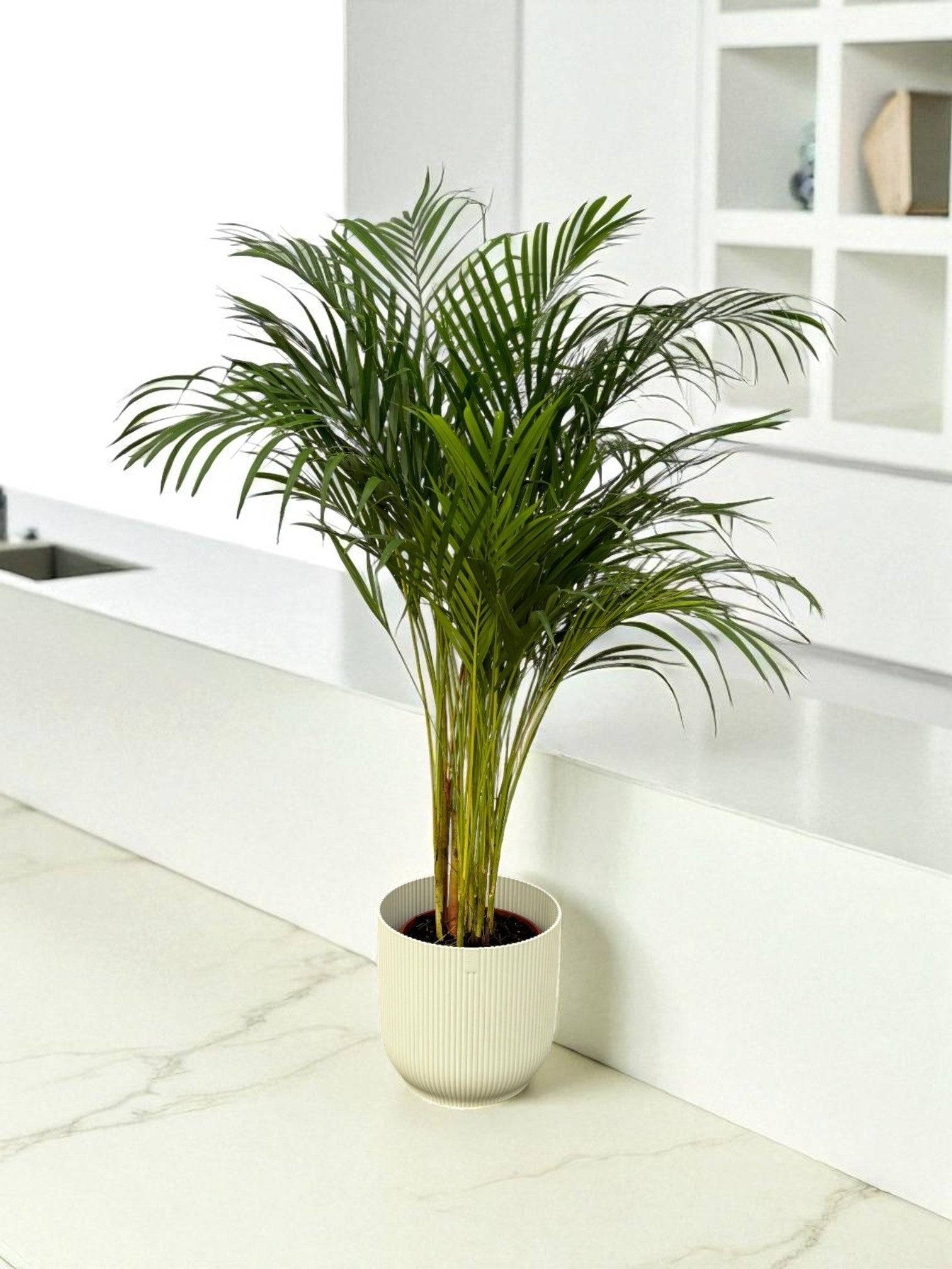 La Green Touch - Grand Palmier Areca et Son Pot - H130cm - Image 2