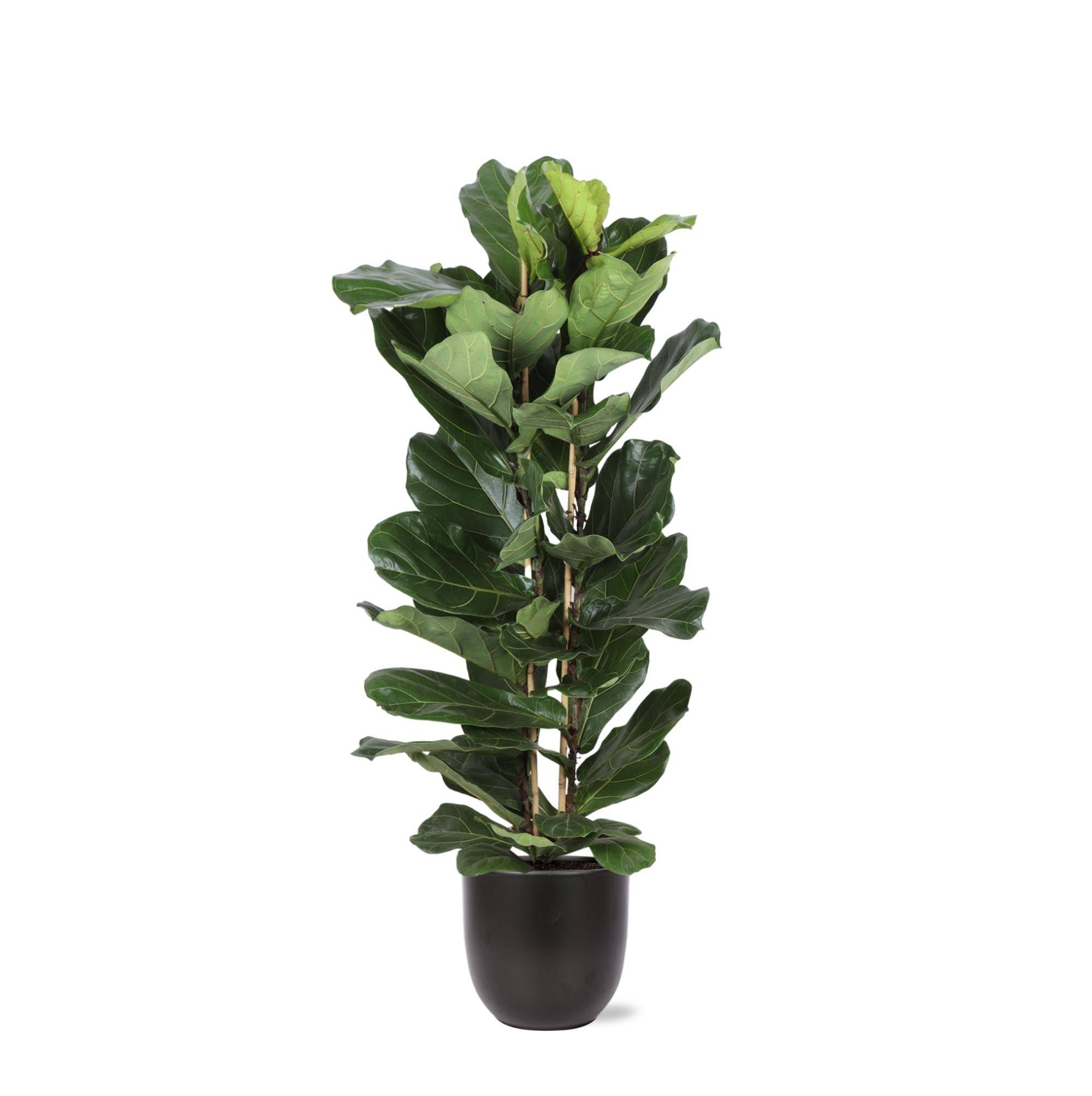 La Green Touch - Ficus Lyrata et son pot- La Green Touch Noir - Hauteur 140cm
