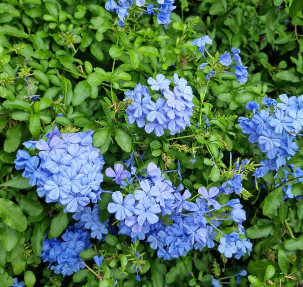 0 - Plumbago auriculata syn. Plumbago capensis (Plumbago du Cap, Dentelaire du Cap) Pot de 12 litres - 120/140 cm - Image 3