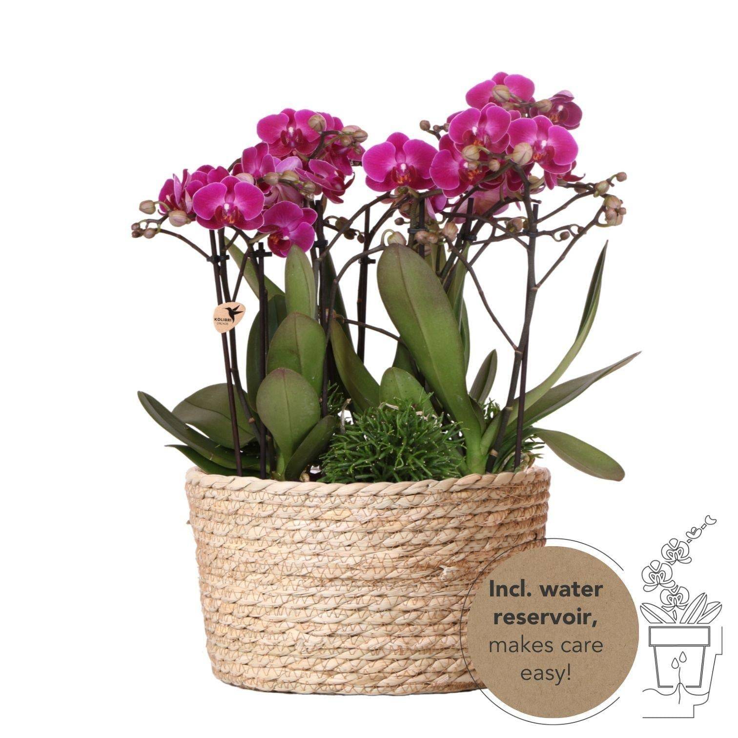 La Green Touch - Set de 3 Orchidées violettes dans un panier en roseau avec réservoir d'eau 35cm - Plante d'intérieur- La Green Touch - Imagen 1