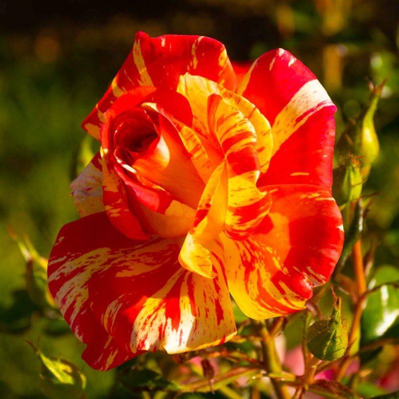 Rosier Grimpant 'Sorbet Fruitié' ® (Rosa 'Sorbet Fruitié' ®) - Racines nues - Grimpant 60 à 80cm - Pépinières Naudet