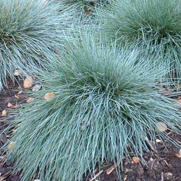 Fétuque bleue Elijah Blue - Festuca glauca Pot de 2L/3L