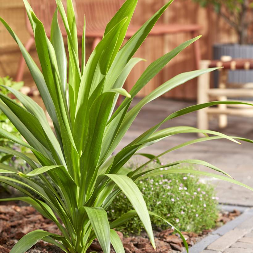 Cordyline australis Emerald Star Artic Jungle Godet de 8/9 cm