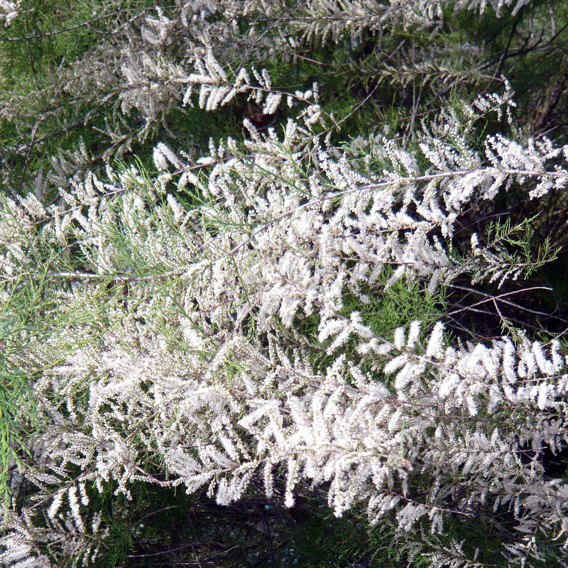 Tamaris ramosissima Hulsdonk White Pot de 3L/4L