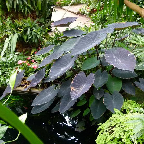Promesse de Fleurs - Colocasia Black magic - Oreille d'Eléphant Godet de 8/9 cm