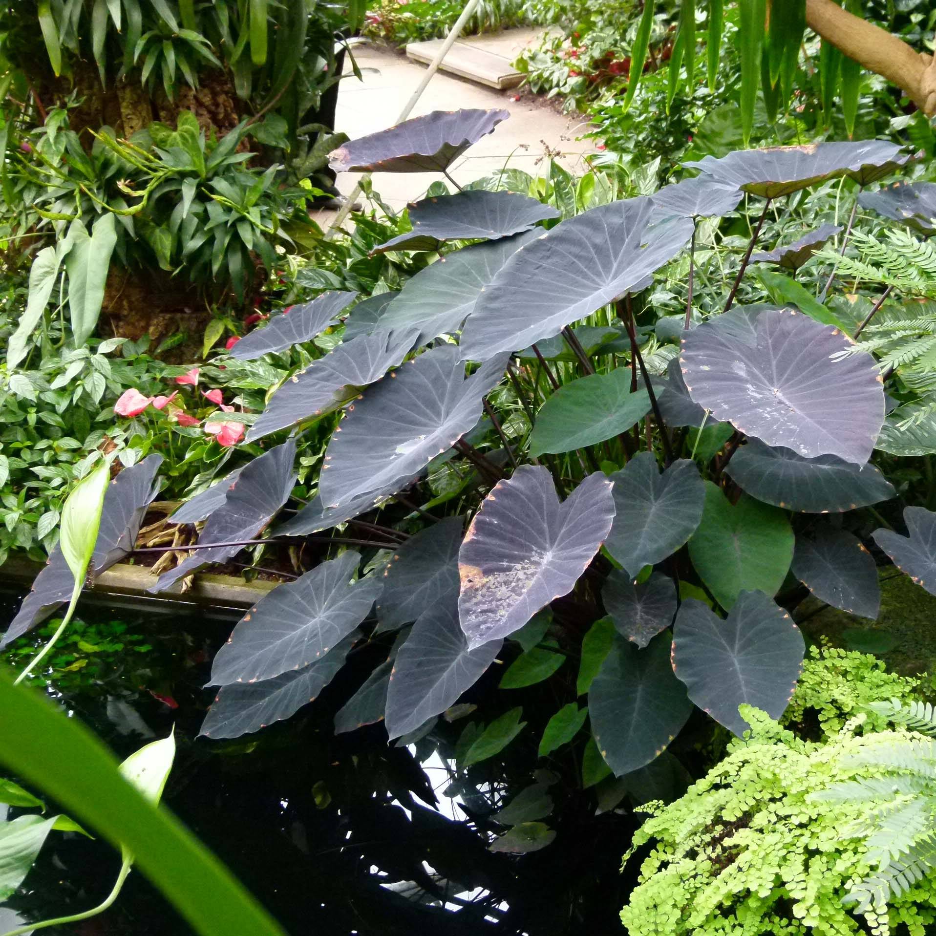 Promesse de Fleurs - Colocasia Black magic - Oreille d'Eléphant  Godet de 8/9 cm