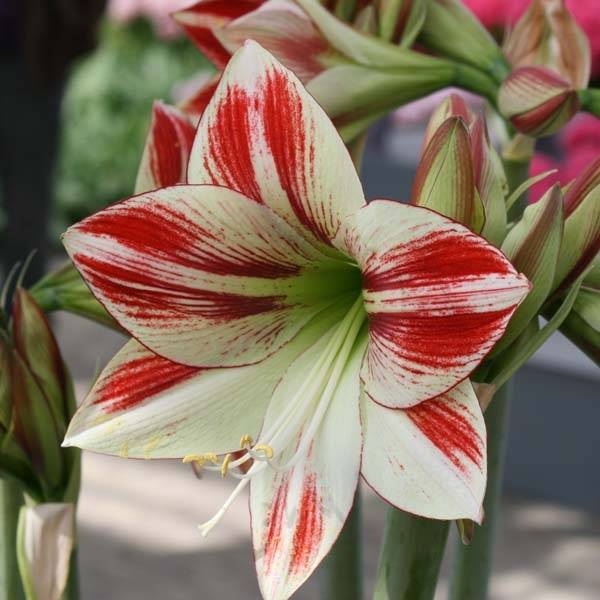 Promesse de Fleurs - Amaryllis Ambiance* Bulbe calibre 28/30