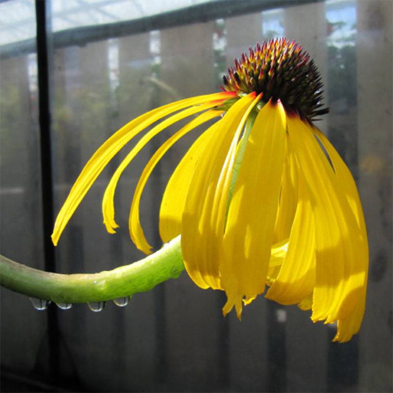 Echinacea paradoxa - Echinacée jaune Godet de 8/9 cm