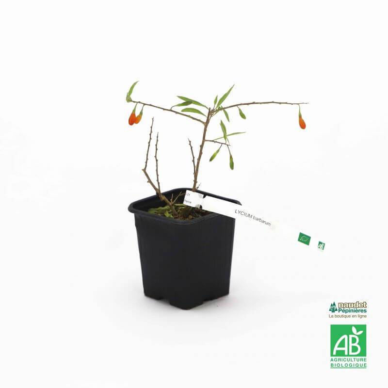 Baie de Goji BIO (Lycium barbarum) - Godet 9cm - Pépinières Naudet - Image 2