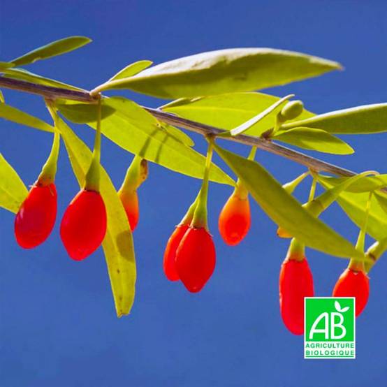 Baie de Goji BIO (Lycium barbarum) - Godet 9cm - Pépinières Naudet - Image 1